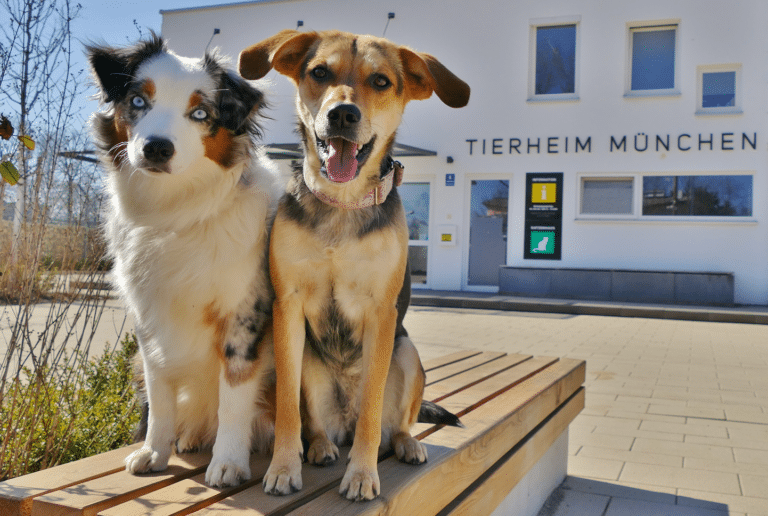 Ingenics Digital Sponsoring Tierheim Muenchen Ingenics Digital Sponsoring Tierheim Muenchen